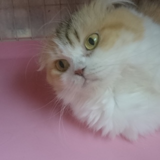 スコF☆あかね☆女の子・折耳・5歳・長毛