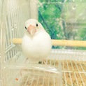 とても大人しく可愛らしい白文鳥です