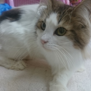 ノルウェージャンF☆ふぶき☆女の子４歳