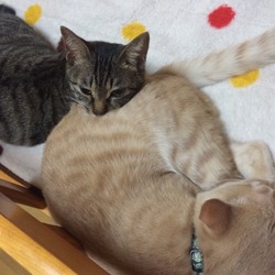 「後悔・・・」サムネイル3