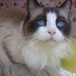 ラグドール☆スージー☆女の子5歳