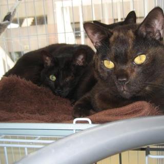 無茶苦茶なかよしW黒ちゃん！二人一緒の全力里親募集