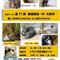     優しい気持ちになれました～子猫も大人猫も　IN大府市