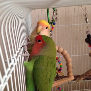 コザクラインコペアの里親様を募集します