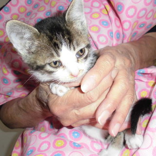 生後２か月のキジシロ兄黒さば妹貰って下さい