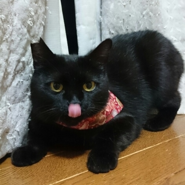 おぶねこのカバー写真