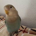 コザクラインコ里親募集【飼育用品付き】