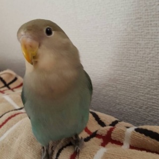コザクラインコ里親募集【飼育用品付き】