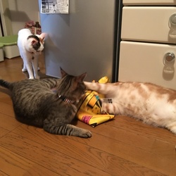 「すっかりと元気です」サムネイル2