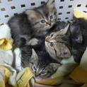 子猫の里親を長野県近辺で募集しています。