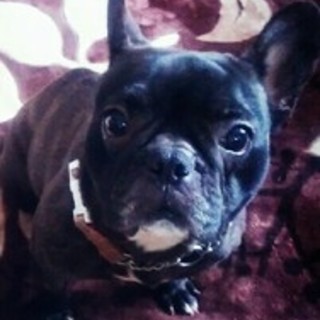 甘えん坊 フレンチブルドッグ 女の子