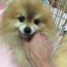ポメラニアンのルポくん サムネイル2