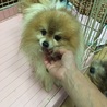 ポメラニアンのルポくん サムネイル3