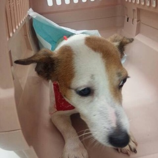 ジャックラッセルテリアのアカちゃん