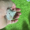 【再開】マウスベビー 里親募集☆ サムネイル4