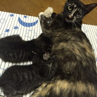 誰にでもスリスリゴロゴロサビ猫イヴちゃん☆