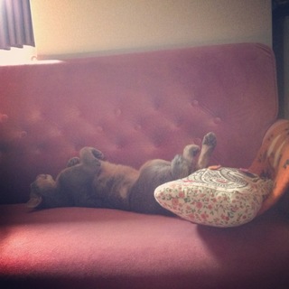 美猫☆6歳のアビシニアン！