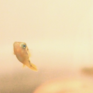 アベニーパファー3匹