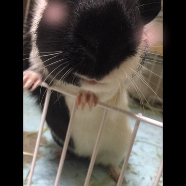 ボーちゃん