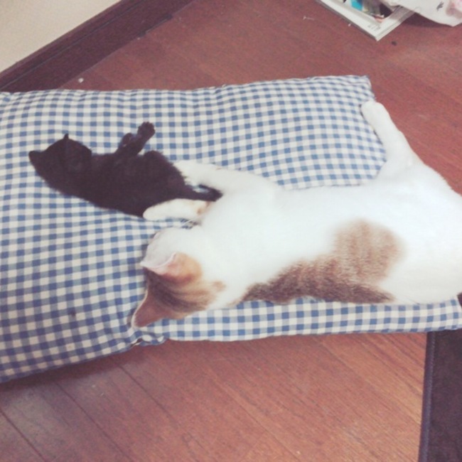 むーさん(*^^*のカバー写真
