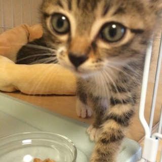 『栗田君』2ヶ月お目々クリクリ、白ソックス！