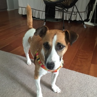 ジャックラッセル、1歳。引き取り希望