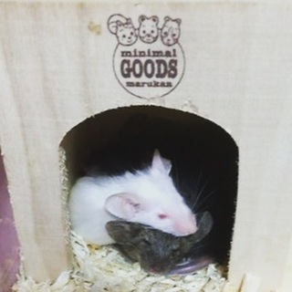 4/18生まれ☆マウスの赤ちゃん。