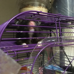 「うちの子達の近況」サムネイル2