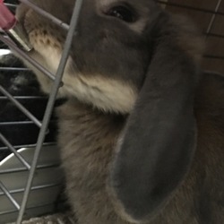 「うちの子達の近況」サムネイル3