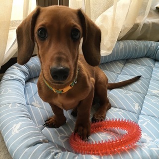 一旦募集を停止させて頂きます。