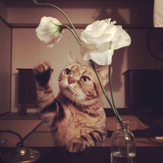 アメリカンショートヘア 4歳 女子 健康で性格良い