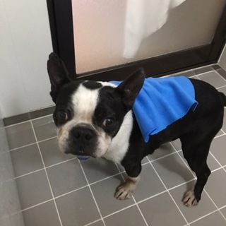 ボストンテリア男の子8歳