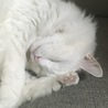 ボバ