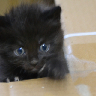 黒猫ニャンズ姉妹です！