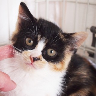 でら！サワー！