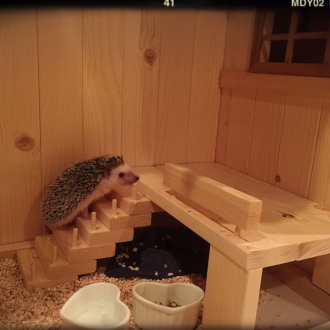 うずら0225のカバー写真