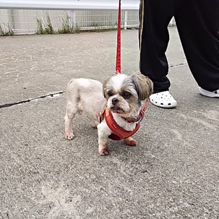 とっても元気なおばあちゃんシーズーです。