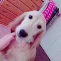 MIX犬　6ヶ月