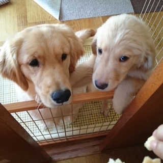 可愛いゴールデンです。