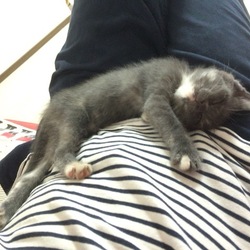 毛色がだんだん変わってきた気がする