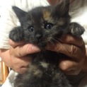仔猫♀、里親さん見つかりました。m(_ _)m