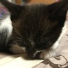 うさおさん
