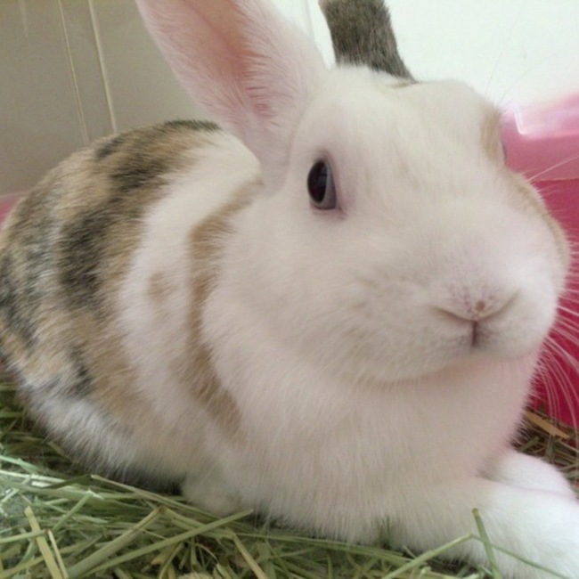 ひろぴ1023のカバー写真