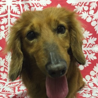 控えめなラッキーくん