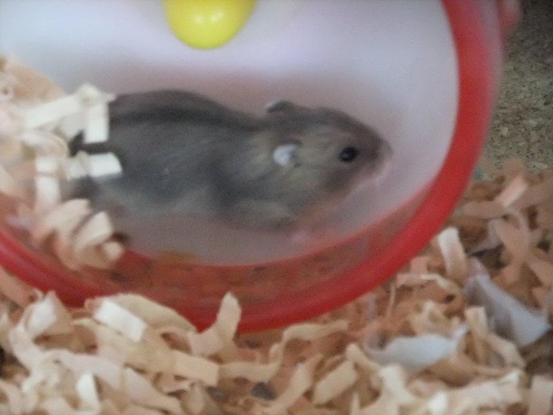 ジャンガリアンハムスター 東京都 小動物の里親募集 ペットのおうち 月間利用者150万人