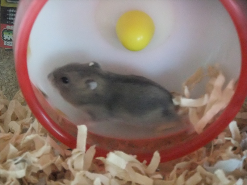 ジャンガリアンハムスター 東京都 小動物の里親募集 ペットのおうち 月間利用者150万人