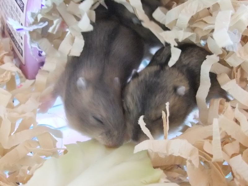 ジャンガリアンハムスター 東京都 小動物の里親募集 ペットのおうち 月間利用者150万人