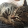 ふぇるにゃんです