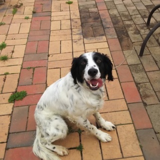 人が大好きなセッターの新しい飼主さんを募集します。