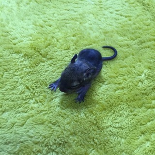 デグーの赤ちゃん男の子です。